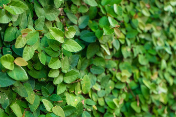 Fototapeta premium The decor of the courtyard. Mill overgrown with green plants