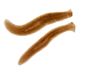 two freshwater triclad flatworms, Polycelis coronata cECP 2018