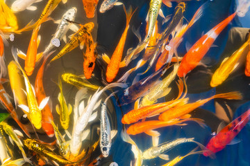 Colored tropical fish in a decorative pond. Orange decorative fish on a blue background. Flock of...