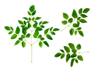Set of various forest plant leaves on white background. Top view, Flat lay.