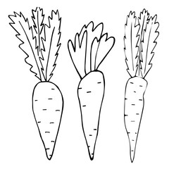  Collection of vegetables in doodle style. A set of healthy foods: carrots, broccoli, beets, radishes. Hand drawn vector doodle illustration in black isolated on white background.