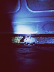 Rat At Night