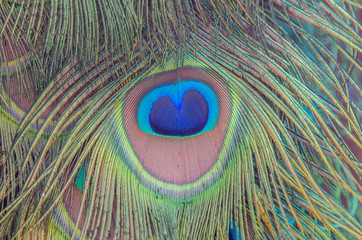 Obraz premium close up of peacock feather