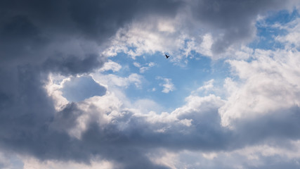 Fototapeta na wymiar Long distant bird free flight against moody clouds