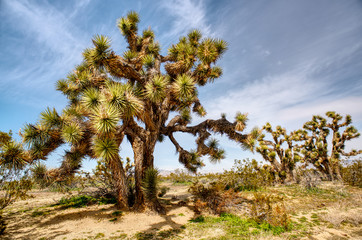 A giant Joshua Tree in the high Mojave desert near Mojave California. These trees only grow at altitudes above 3000 ft. 