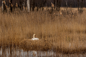 the white swan nests in the reeds of the lake