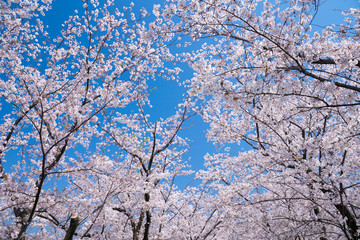 青空と春に咲く満開の桜
