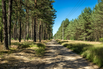 Road in forest near Swierczyna, small village in West Pomeranian Voivodeship of Poland