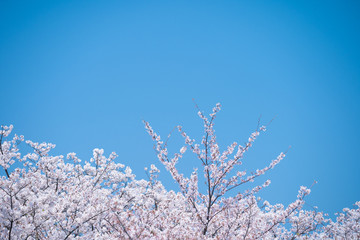 青空と春に咲く満開の桜