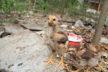 dirty poor small chicken in china farmland village