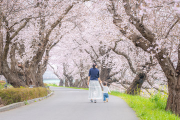 桜並木を手をつないで散歩する親子