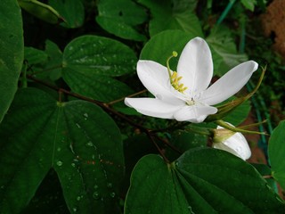 white flower mandaram
