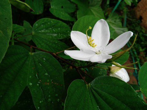 white flower mandaram