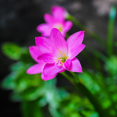 pink and white flower