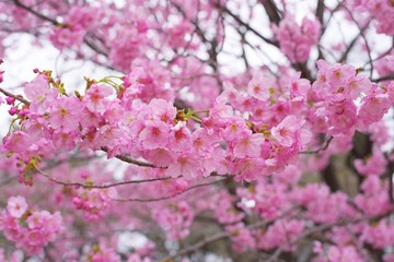 Kawazu cherry blossoms : full blooming