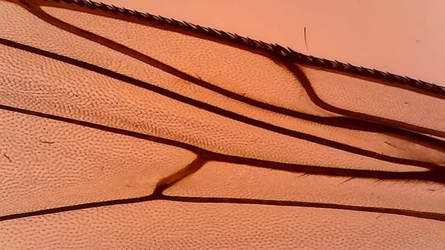 Microscope House Fly Wing Whole Mount x1200