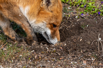Vild fox
