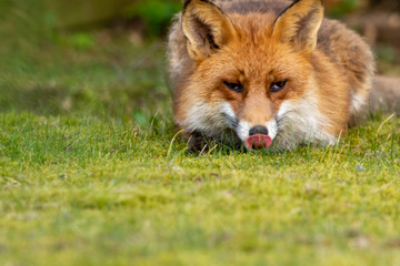 Fototapeta premium Vild fox