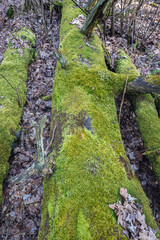 Mossy felled tree trunk in Masovian Landscape Park near Karcze, small town in Poland