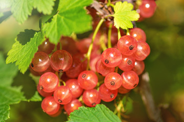 Сurrant. Red and white currants in the garden.  Ripe currant berries on a green currant Bush. Summer harvest background.