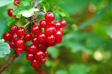 Red currant. A bunch of red currants in the shape of a heart on a currant Bush. Summer harvest background. Valentine's day