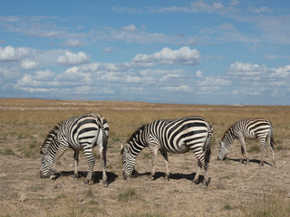 Fototapeta na wymiar Amboseli16