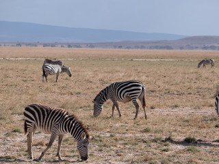 Fototapeta na wymiar Amboseli15