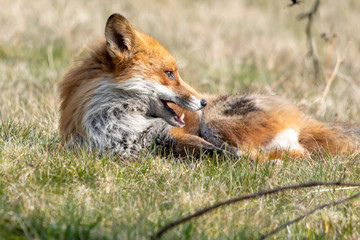 Vild fox