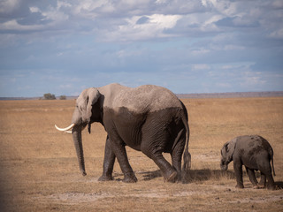 Fototapeta na wymiar Amboseli10