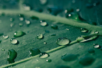 water drops on leaf,  purity nature background