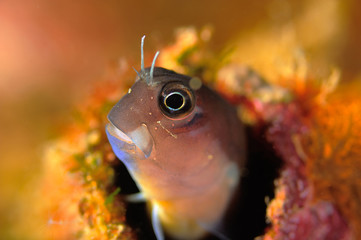 Eyelined blenny