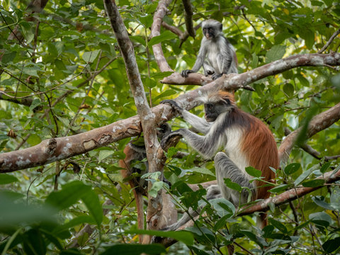 Tanzania7