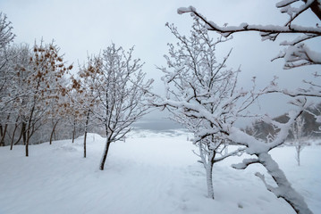 Fototapeta na wymiar Winter landscape, trees in the snow near a frozen river after a heavy snowfall.