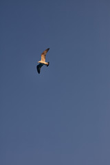 Seagull against the blue sky