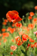 red poppy in the field