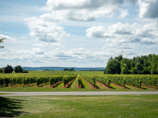 Vineyard4