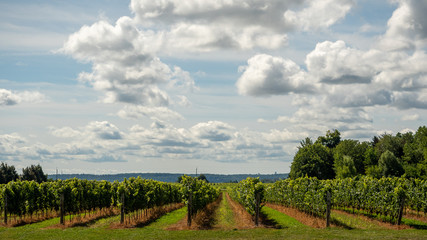 Vineyard3