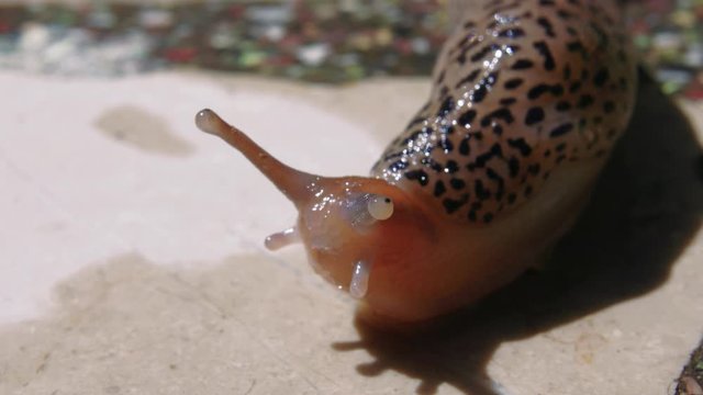 Macro portrait shot of naked snail lifting its head up looking at camera on cement pavement
