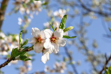 White cherry blossoms with the first green leaves