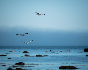 Fototapeta na wymiar Seagulls3