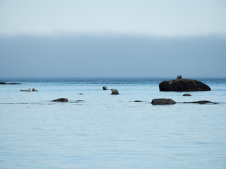 Fototapeta premium Phoque