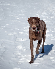 Dogs2