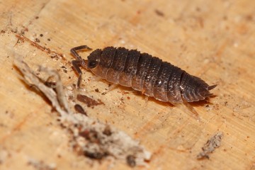 A woodlouse, also known as a slater or pillbug, on a piece of wood