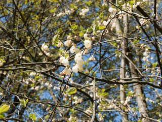 Halesia monticola | Halésie ou Clochette de montagne, arbre à hautes tiges à couronne étalée,...