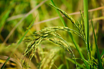 Close-up of golden-brown grains and rice grains that are currently held in organic rice fields.