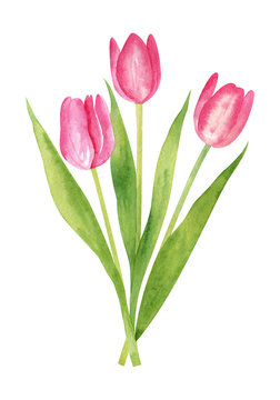 Pink tulips bouquet isolated on white background. Spring flowers watercolor illustration, hand dawn clipart.
