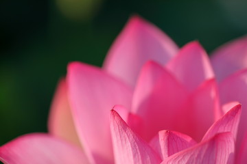 Fototapeta premium 日本のハス