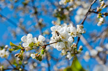 Close-up shot of blossoms of a cherry tree. Background for flowers, spring flowering and floriculture.