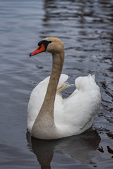 white mute swan on the lake shore