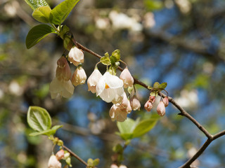 Gros plan sur fleurs pendantes en forme de clochettes blanches teintées de brun et rose d'arbre...